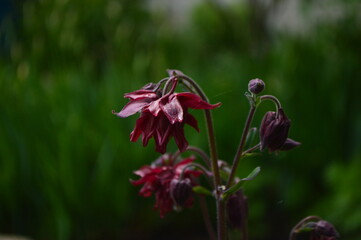 red and yellow flower