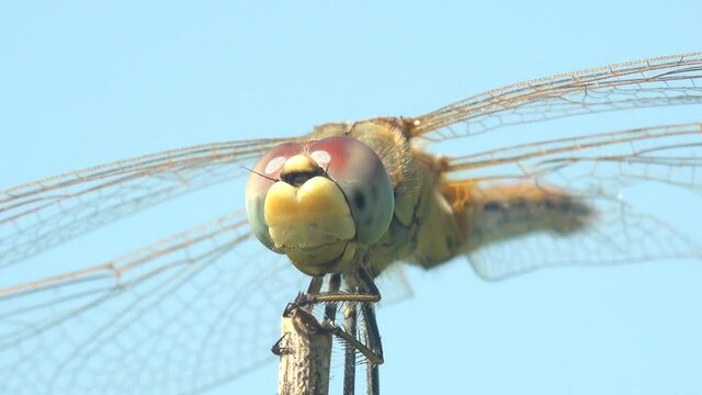 Crocothemis erythraea, dragonfly in family Libellulidae, broad scarlet, common scarlet-darter, scarlet darter, scarlet dragonfly sitting on stem of grass on blue background. Macro view insect