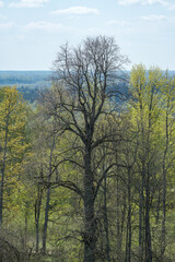 endless forests and fields in hot summer