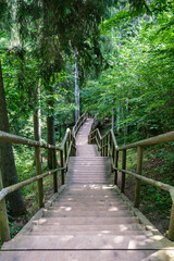 Obraz premium wooden boardwalk trail in green forest