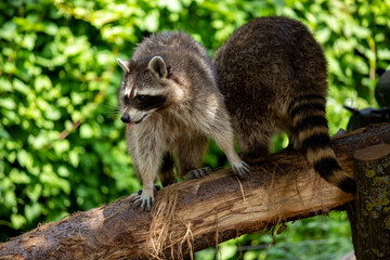 View of adult common raccoons on the green background