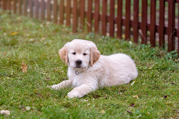 small Golden Retriever puppy is lying in a green grass by the fence in the yard