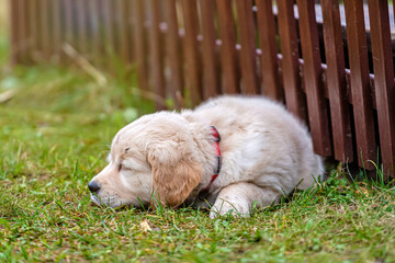 small Golden Retriever puppy is lying in a green grass by the fence in the yard