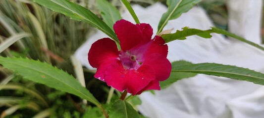 red flower in the garden