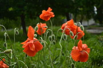 red and yellow tulips