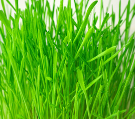 Green grass close-up on a light background. Side view.