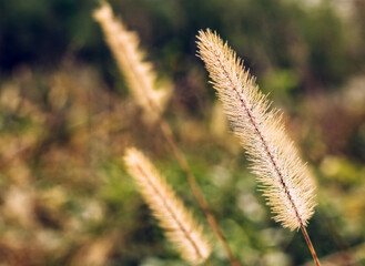 Wild Dried Up Foxtail Flowers on a Rainy Autumn Day