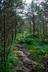 Fototapeta na wymiar Footpath in an old forest