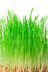 Sprouted wheat with green shoots on a light background. The concept of healthy food, Superfoods.