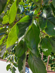 Apple tree branch with green leaves in the sun close-up.