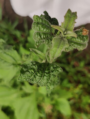 fresh mint leaves