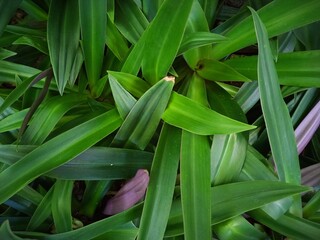 leaves in the garden