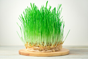 Superfood, sprouted wheat grains with green shoots on a round Board on a light background. Side view With space for copying. The concept of healthy food.