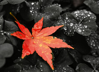 Red Japanese Maple Tree Leaf on a Black Clover Leaf Background