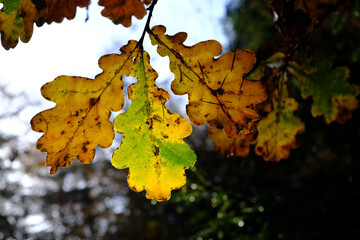 Blätter einer Eiche im Herbst
