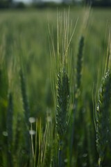 Obraz premium field of wheat