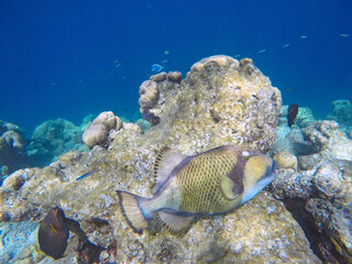 Titan trigger fish