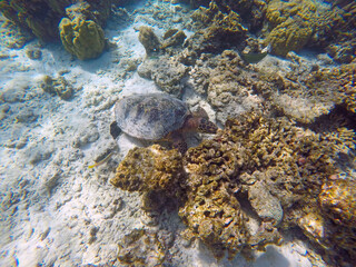 Green turtle