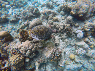 Obraz premium Green turtle