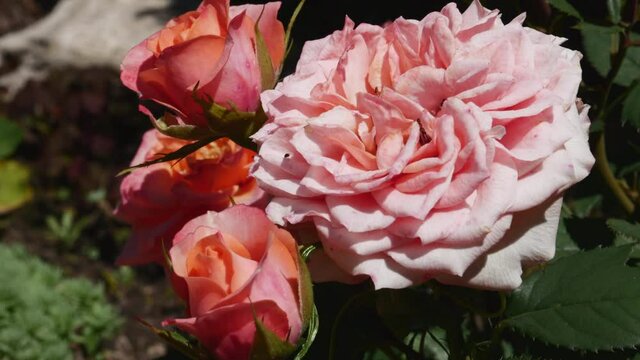 Beautiful Roses Buds In The Garden. Red Roses Flowers Sways In The Wind At Sunny Summer Day..