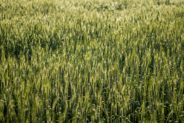 Various views of a farmland in Punjab