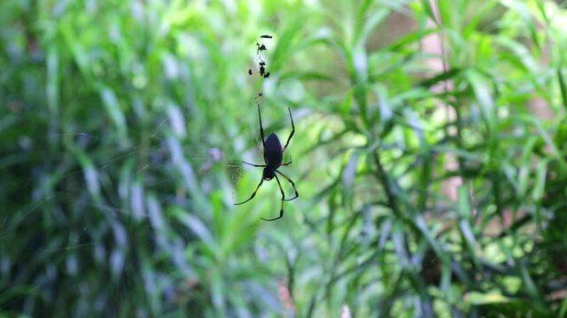 Spider Nephila inaurata on Reunion Island hanging on its web