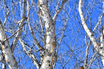 Winter birch. Birch bark and branches close-up, with detailed texture against the blue sky.