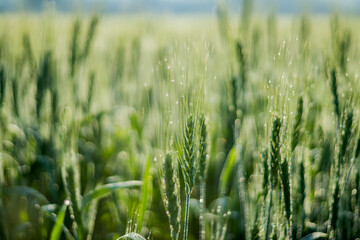 Various views of a farmland in Punjab