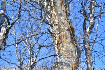 Winter birch. Birch bark and branches close-up, with detailed texture against the blue sky.
