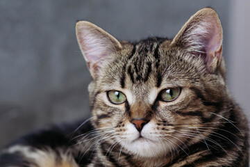 Naklejka na ściany i meble A tabby cat with green eyes is captured in close-up.