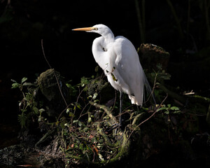 Great White Egret stock photos. Great White Egret Portrait. Image. Picture.  Great White Egret bird close-up profile view black contrast background.