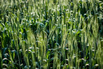 Various views of a farmland in Punjab