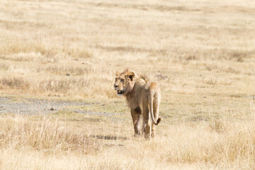 Lion on Ngorongoro Conservation Area crater, Tanzania