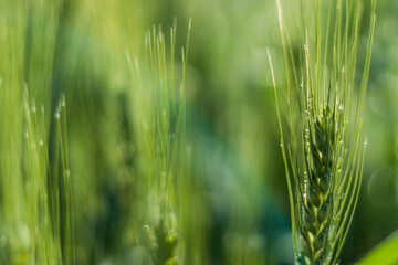 Various views of a farmland in Punjab