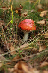 red mushroom in the forest