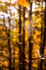 Spinnennetz im Herbst