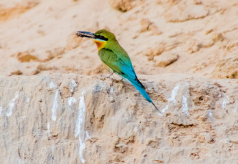 Various views of a Green Bee Eater