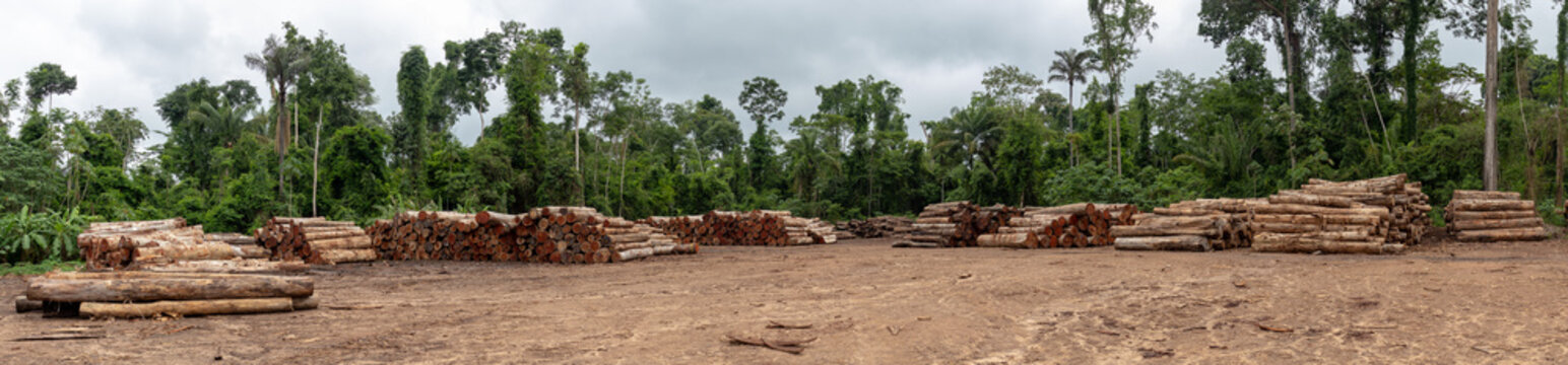 Wood log storage yard. Legally extracted from a Brazilian Amazon rainforest region.