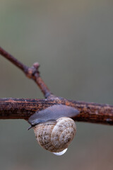A snail explores the branches of a tree in search of food