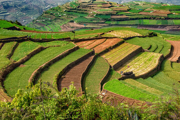 Terrazzamenti a mannavannur