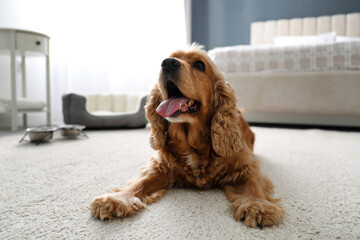 Cute English Cocker Spaniel indoors. Pet friendly hotel