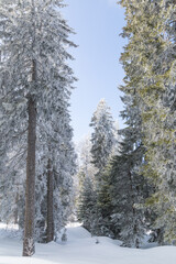 Forêt enneigé à Autrans