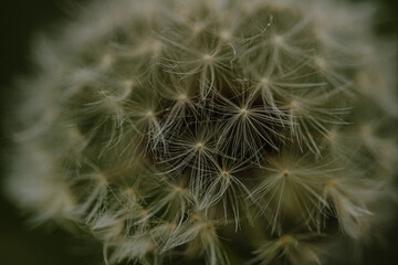 Fototapeta premium dandelion seed head