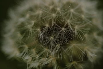 Foto op Aluminium dandelion seed head © Monar