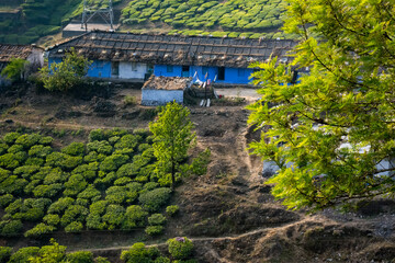 Piantagioni di T&egrave;
