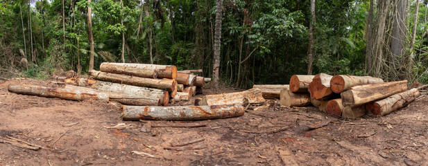 Wood log storage yard. Legally extracted from a Brazilian Amazon rainforest region.