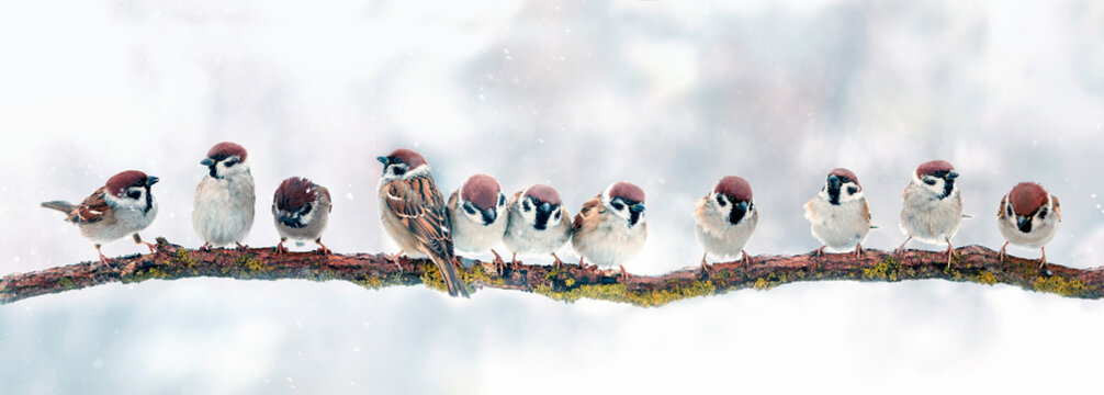 panoramic photo with a flock of birds sparrows sitting on a branch on a Christmas winter snow day