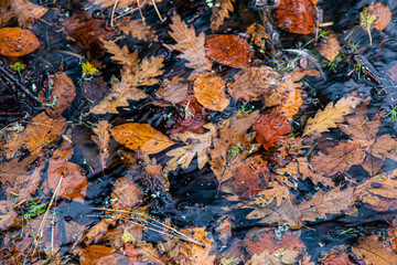 Vibrant autumn leaves floating in a lake