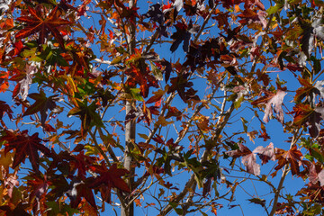 tree with autumn leaves close up