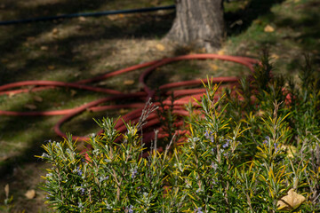 rosemary plant seen from close up and red irrigation hose